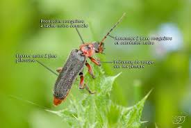 Attēlu rezultāti vaicājumam “Cantharis rustica”