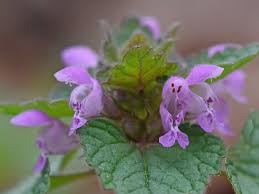 Attēlu rezultāti vaicājumam “Lamium purpureum flower”