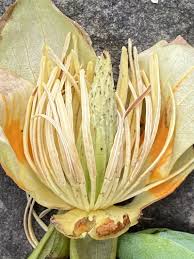 Attēlu rezultāti vaicājumam “Liriodendron tulipifera fruit”