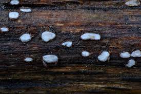 Attēlu rezultāti vaicājumam “Propolis farinosa”