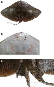 Image result for Gymnura micrura