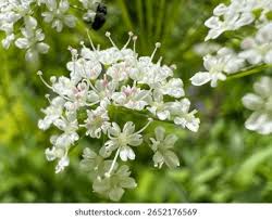 Attēlu rezultāti vaicājumam “Aegopodium podagraria flower”