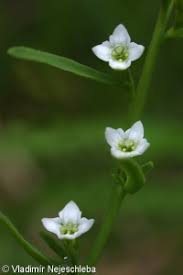 Attēlu rezultāti vaicājumam “Thesium alpinum leaf”