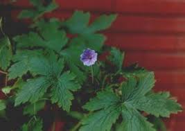 Attēlu rezultāti vaicājumam “Geranium bohemicum”