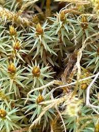 Attēlu rezultāti vaicājumam “Pogonatum urnigerum”