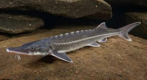 Image result for Scaphirhynchus platorynchus