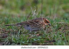 Image result for Emberiza pusilla
