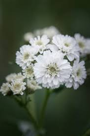 Attēlu rezultāti vaicājumam “Primula farinosa flower”