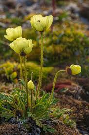 Attēlu rezultāti vaicājumam “Papaveraceae”