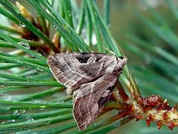 Attēlu rezultāti vaicājumam “Eucarta virgo”