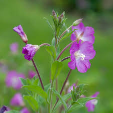 Image result for Weidenröschen