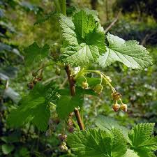 Attēlu rezultāti vaicājumam “Ribes nigrum flower”