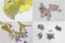 Attēlu rezultāti vaicājumam “Badhamia nitens”