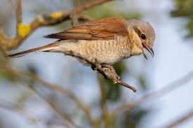 Attēlu rezultāti vaicājumam “Lanius collurio female”