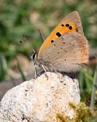 Attēlu rezultāti vaicājumam “Lycaena phlaeas underside”