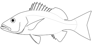 Image result for Lutjanus alexandrei