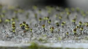 Attēlu rezultāti vaicājumam “Chaenotheca phaeocephala”