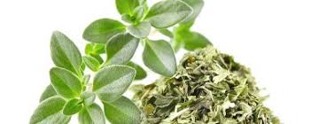 Image result for Thymian