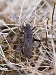 Attēlu rezultāti vaicājumam “Alydus calcaratus imago”