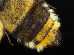 Attēlu rezultāti vaicājumam “Hemaris tityus”