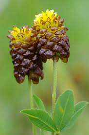 Attēlu rezultāti vaicājumam “Trifolium spadiceum flower”