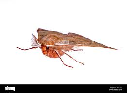 Attēlu rezultāti vaicājumam “Colotois pennaria”