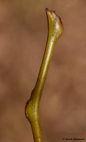 Attēlu rezultāti vaicājumam “Gleditsia triacanthos bud”