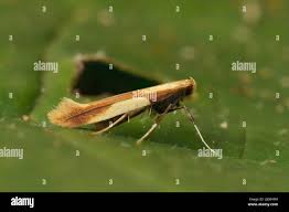 Attēlu rezultāti vaicājumam “Caloptilia alchimiella”