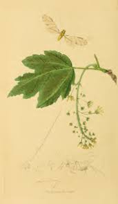 Attēlu rezultāti vaicājumam “Jalla dumosa imago”