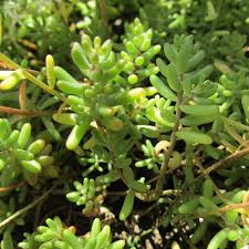 Attēlu rezultāti vaicājumam “Sedum album bud”