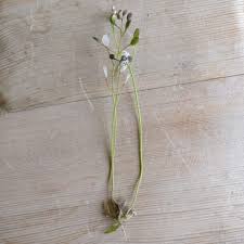 Attēlu rezultāti vaicājumam “Erophila verna flower”
