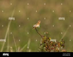Attēlu rezultāti vaicājumam “Saxicola rubetra juvenile”