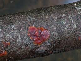 Attēlu rezultāti vaicājumam “Cytidia salicina”