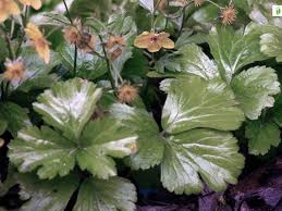 Attēlu rezultāti vaicājumam “Waldsteinia geoides flower”