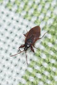 Attēlu rezultāti vaicājumam “Gastrodes grossipes”