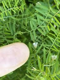 Attēlu rezultāti vaicājumam “Vicia hirsuta bud”