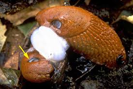 Attēlu rezultāti vaicājumam “Arion lusitanicus adult”