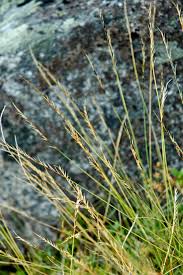 Attēlu rezultāti vaicājumam “Nardus stricta fruit”