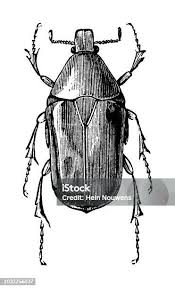 Attēlu rezultāti vaicājumam “Colymbetes striatus”