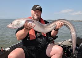 Image result for Conger conger