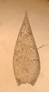 Attēlu rezultāti vaicājumam “Callicladium haldanianum”