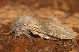 Attēlu rezultāti vaicājumam “Stauropus fagi”