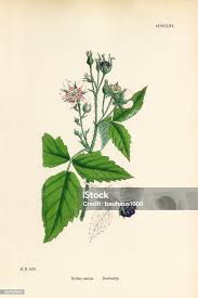 Attēlu rezultāti vaicājumam “Rubus caesius flower”