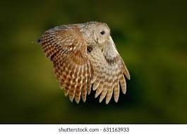 Image result for Strix aluco