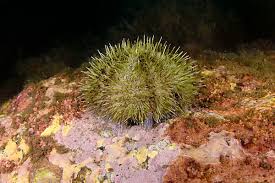 Image result for Strongylocentrotus droebachiensis