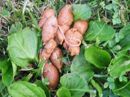 Image result for cestoda excrement dog