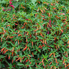 Image result for Cuphea ignea