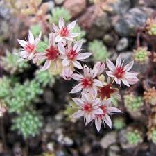 Attēlu rezultāti vaicājumam “Sedum hispanicum leaf”