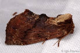 Attēlu rezultāti vaicājumam “Ptilodon capucina”