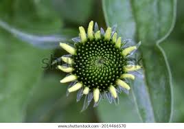 Attēlu rezultāti vaicājumam “Echinacea purpurea bud”